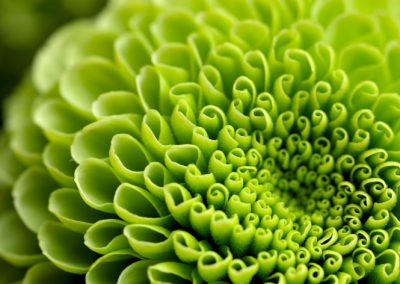 conseillère aménagement paysager Québec