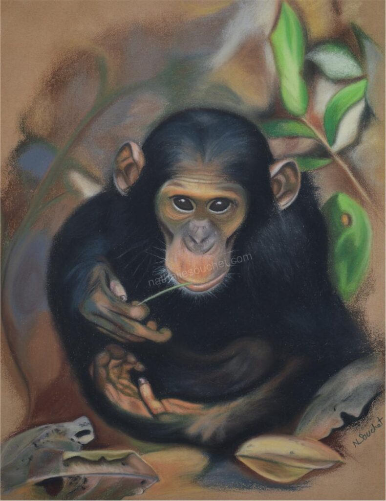 Bobo le chimpanzé